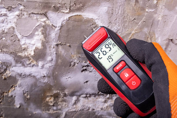 Best White Mold Remediation in Carney, MD