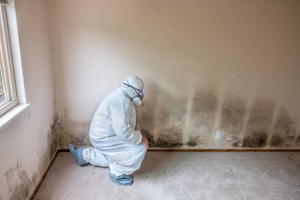 Best Commercial Mold Remediation in Carney, MD